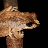 Pseudophilautus lunatus Manamendra-Arachchi & Pethiyagoda, 2005